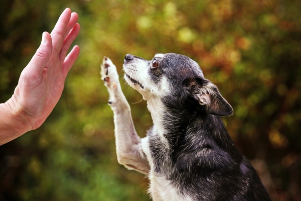 battere il cinque con il cane