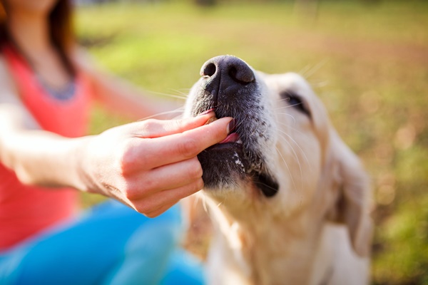 dare snack al cane