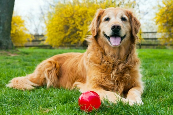 cane gioca con la palla