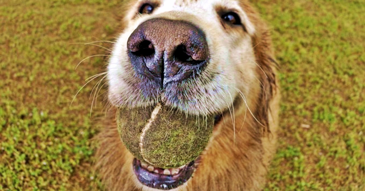 Quali sono gli strumenti per addestrare un cane anziano?