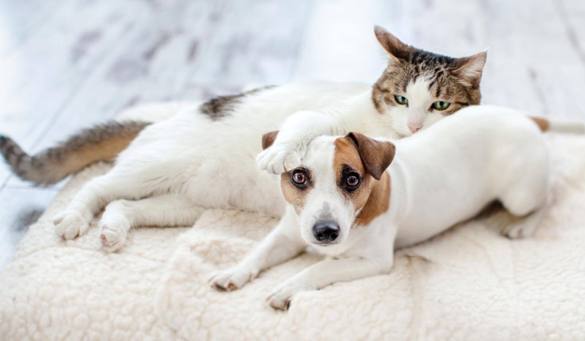 cane e gatto possono convivere