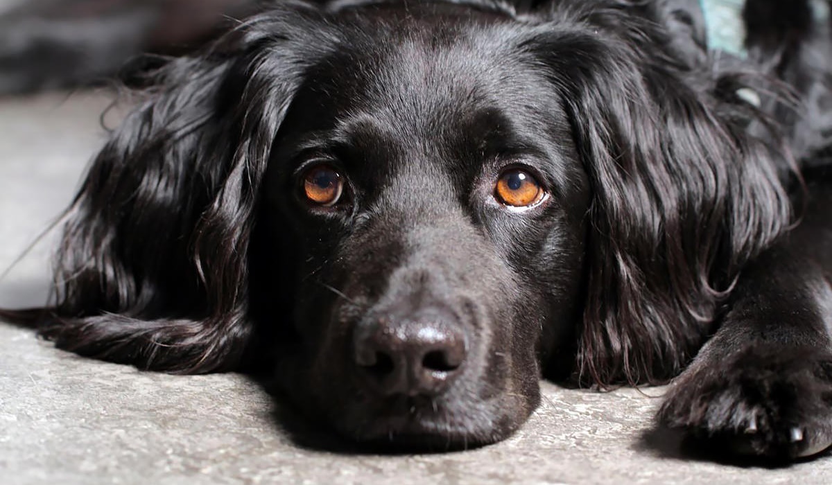 cane con il mantello nero e gli occhi marroni