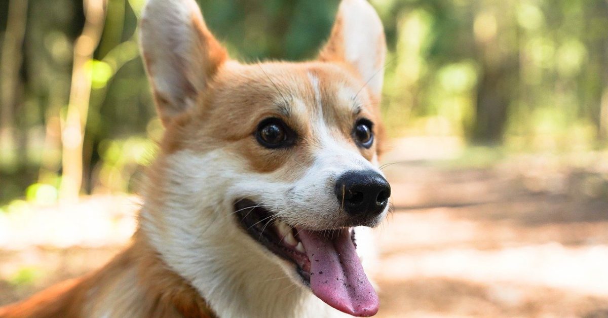 Test d’intelligenza per cani, calcola il QI di Fido