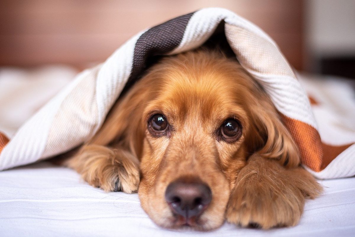 cane sotto la coperta 