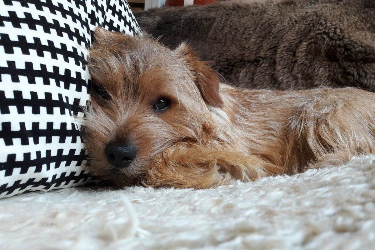 cagnolino che dorme sul cuscino