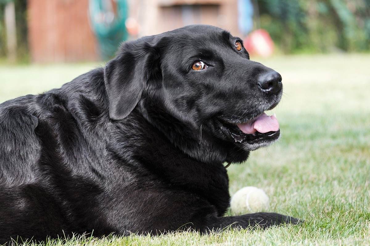 labrador nero con una pallina bianca