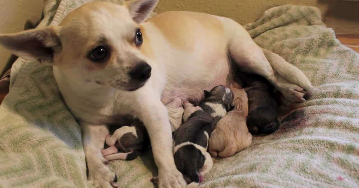 Quando si può togliere il cucciolo di cane alla madre, senza danni?