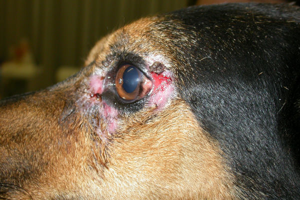 occhio del cane