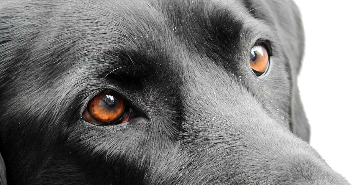 Uveite anteriore nel cane: cause, sintomi, diagnosi e trattamento