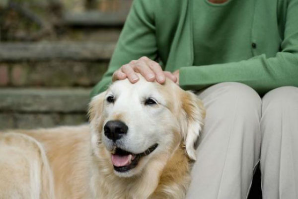 come fare stare attento il cane