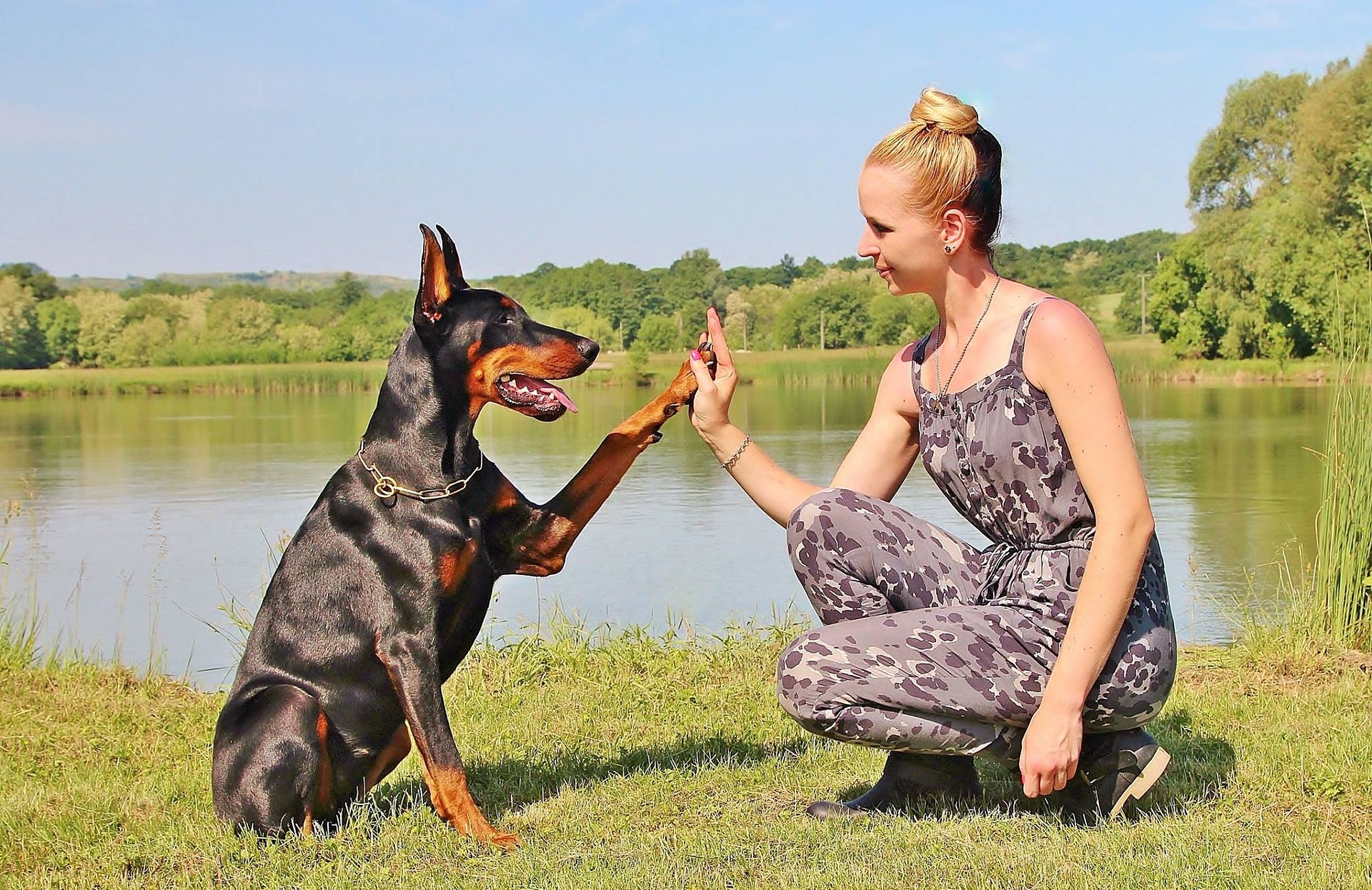 Cinque fantastici trucchi da insegnare al cane