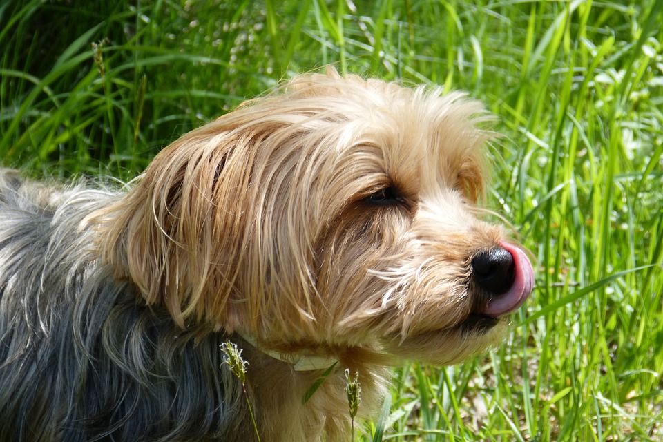 I cani possono mangiare la ricotta?