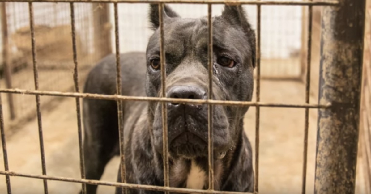 21 cani e del bestiame salvati da un allevamento in pessime condizioni