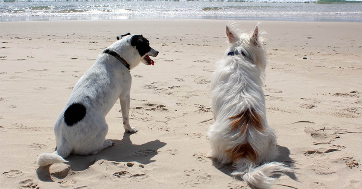 4 rischi per il cane in calore cui bisogna prestare attenzione