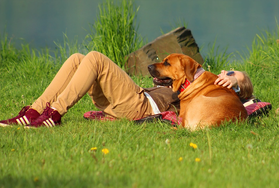 cane con padrone in estate