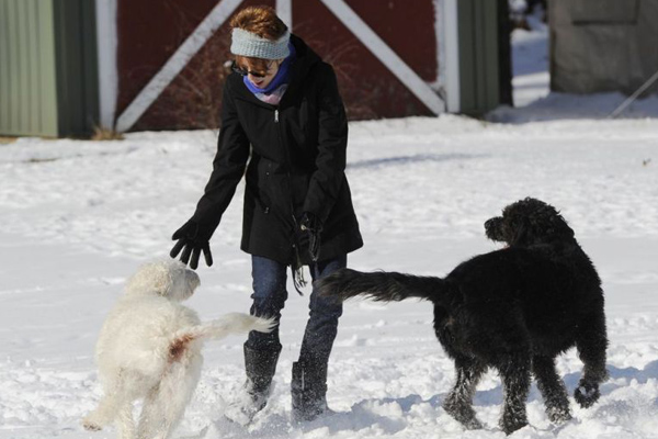 Cani che giocano nella neve