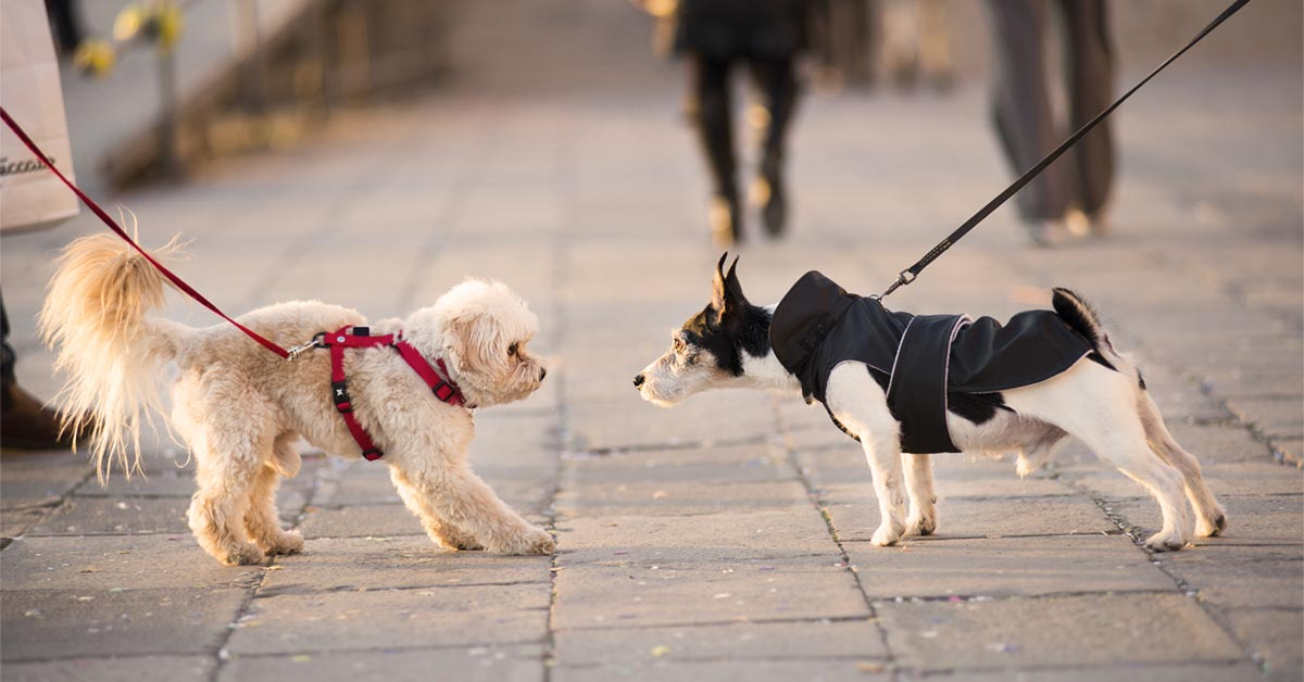 Addestramento del cane al guinzaglio: cosa bisogna sapere