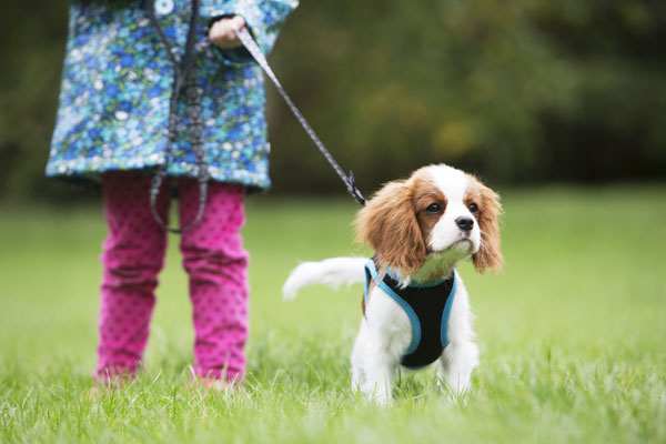 Addestramento del cane al guinzaglio