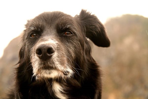 Addestrare un cane vecchio al guinzaglio