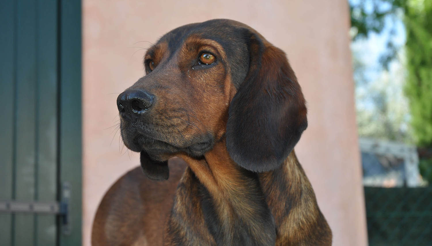 esemplare di cane Alpenländische Dachsbracke in primo piano