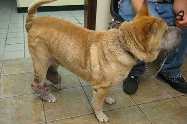 cane con gonfiore ai quattro arti