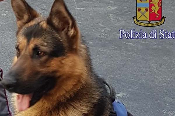 Cane poliziotto