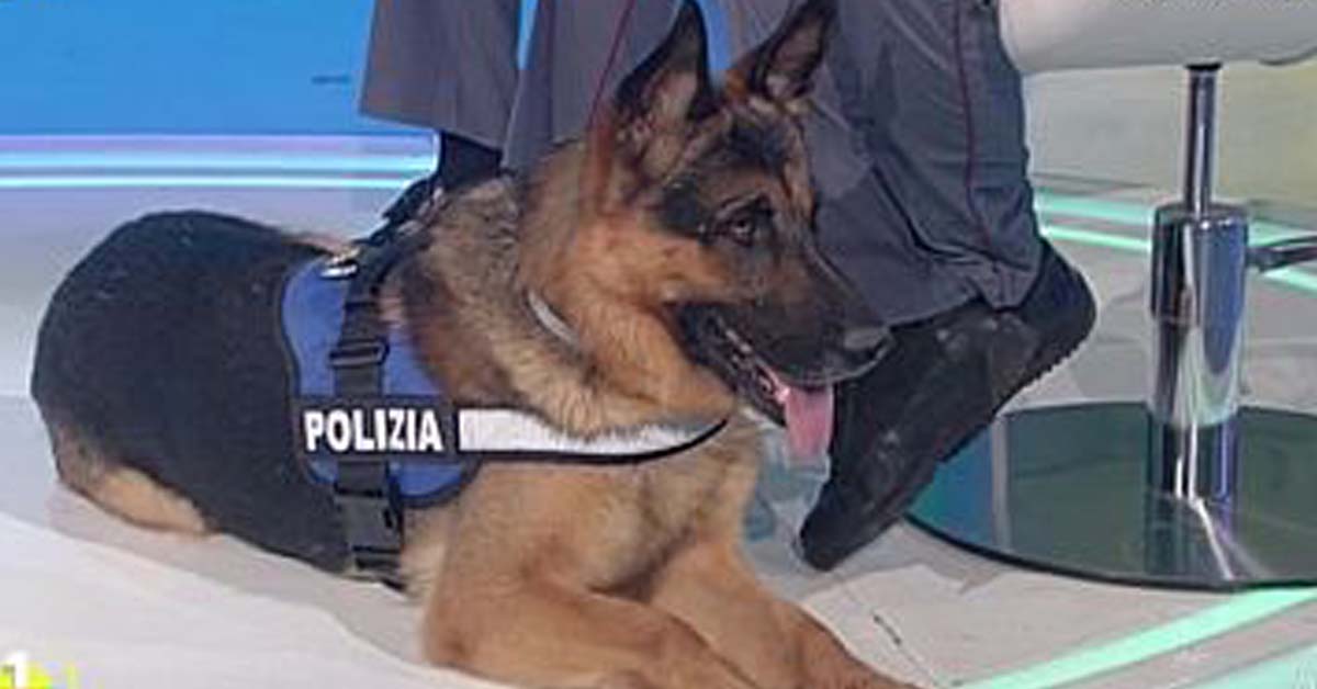 Ares, da cane abbandonato a cane poliziotto