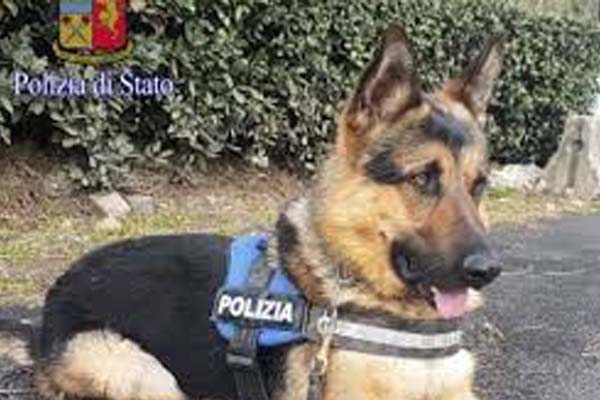 Cane poliziotto