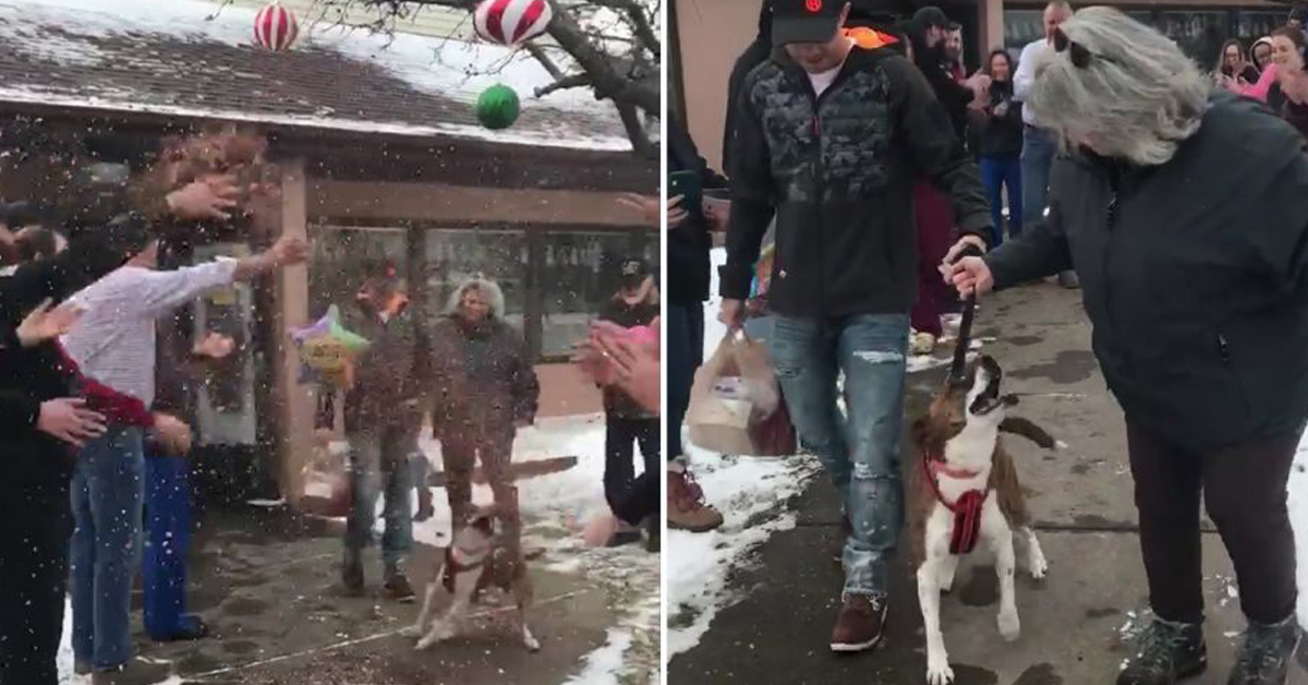 Bonita, il cane che dopo 500 giorni in canile ha trovato la felicità