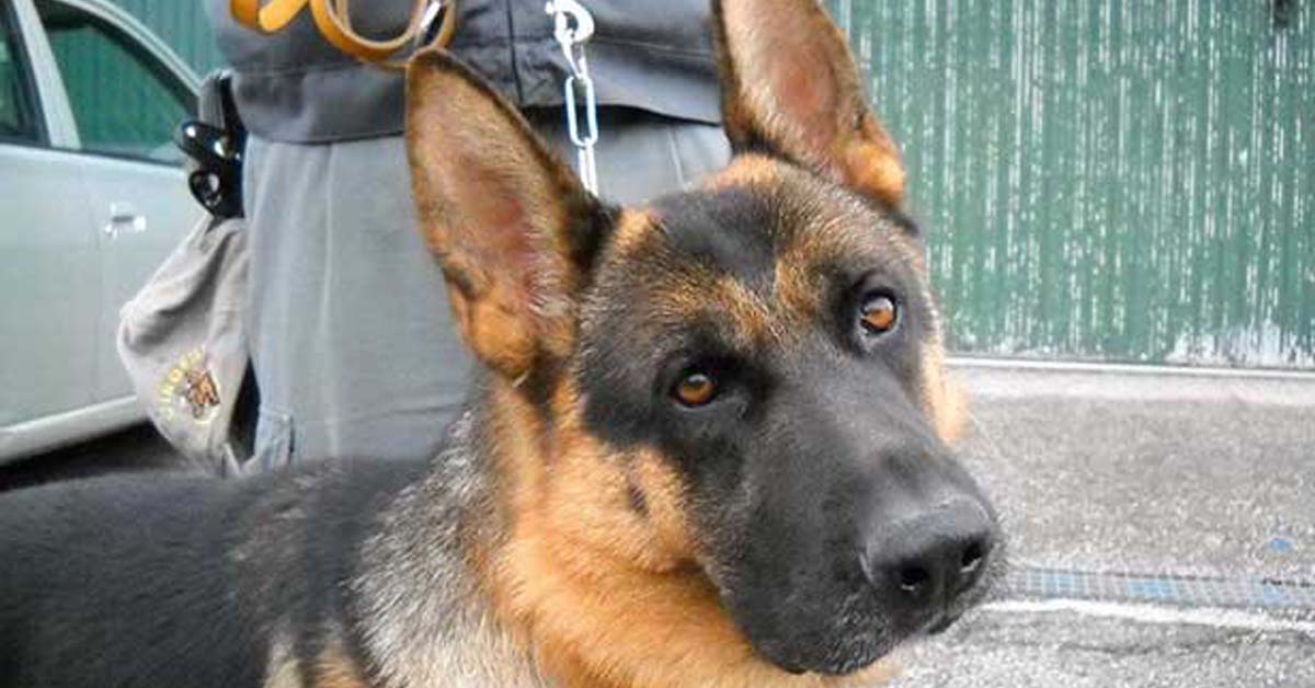 Caboto, il cane che grazie al suo fiuto salva i cuccioli maltrattati