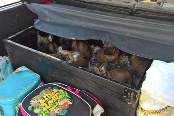 Cuccioli di cane maltrattati