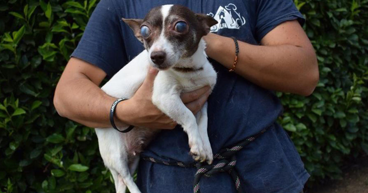 Dianetta, la cagnolina cieca che è finalmente rinata