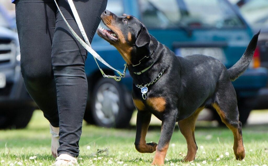 Cane al guinzaglio