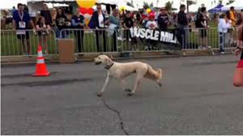 Cane che corre la maratona