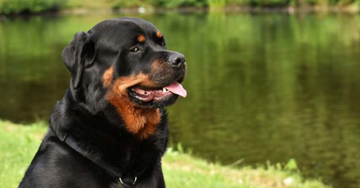 Lada, il cane che ha vegliato un bambino dimenticato in un parco