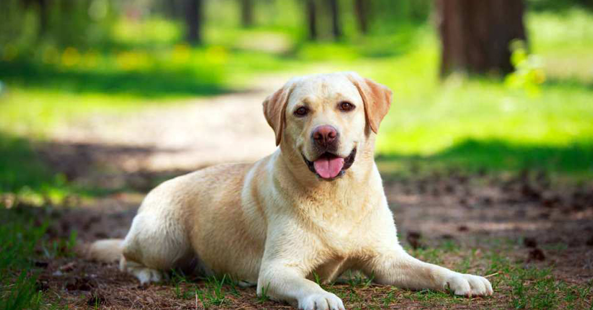 Dorado, il cane che salvò il proprietario non vedente l’11 settembre