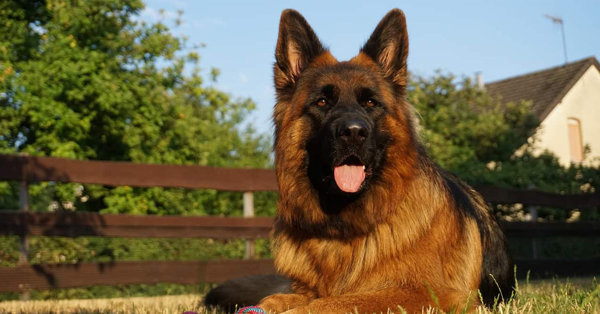 Taranto: cane veglia per 8 giorni il proprietario defunto