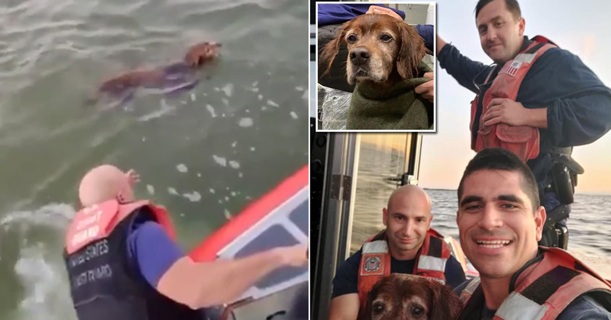 Cane salvato dalla Guardia Costiera: il video del salvataggio