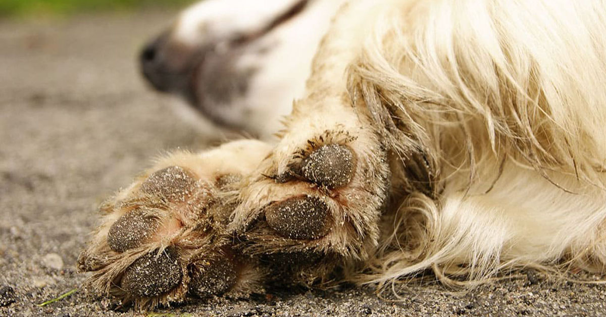 Grezzana (VR): cani murati vivi in un casolare