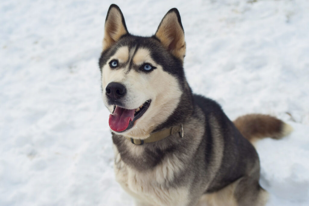 Cane sulla neve