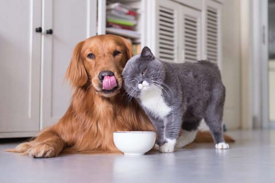 cane e gatto davanti alla ciotola