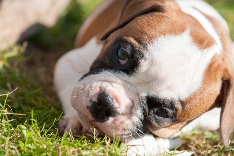 cucciolo di cane che mordicchia