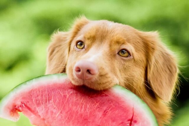 I cani possono mangiare la guava?