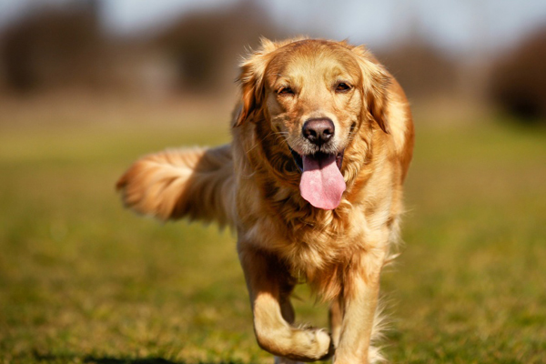 Cane che osserva