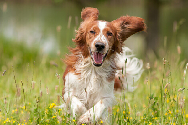 Cane che corre