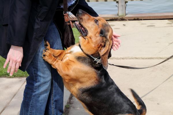 Come insegnare al cane a essere calmo con gli sconosciuti