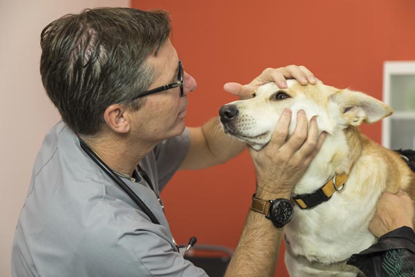 cane dal veterinario