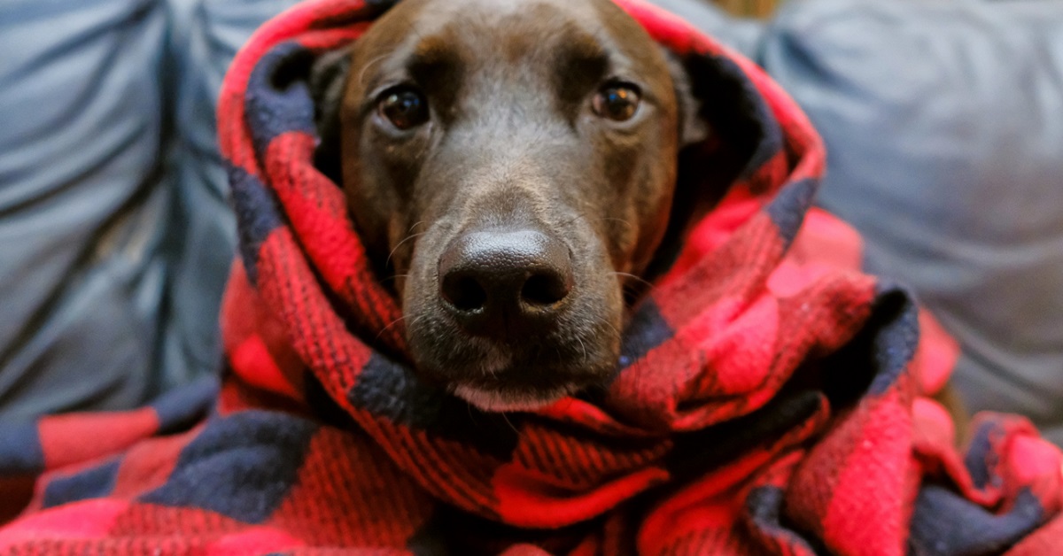 Contagio dell’influenza canina, come evitarlo riducendo l’esposizione