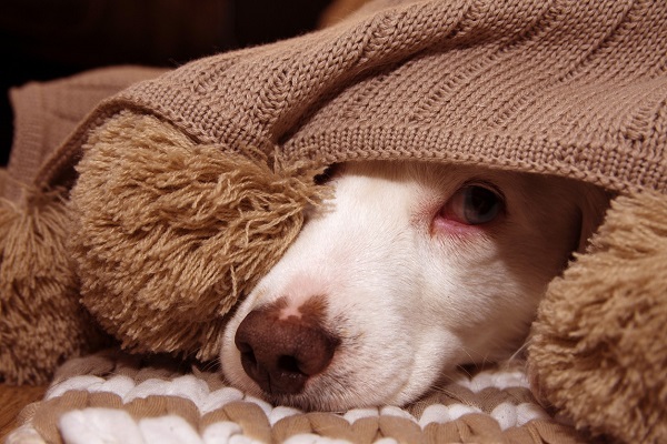 cane sotto una coperta