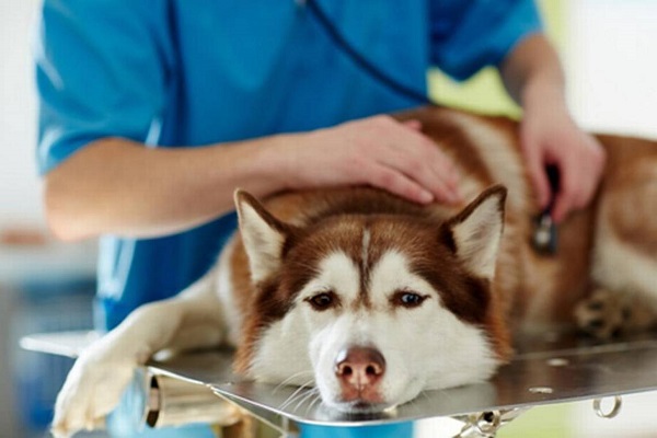 visita dal veterinario cane